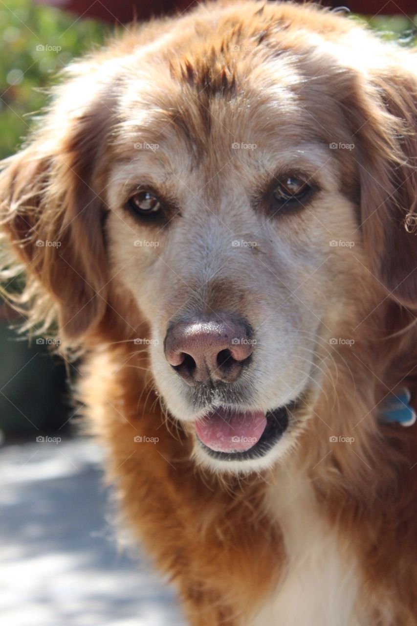 Glamour Shot Dog