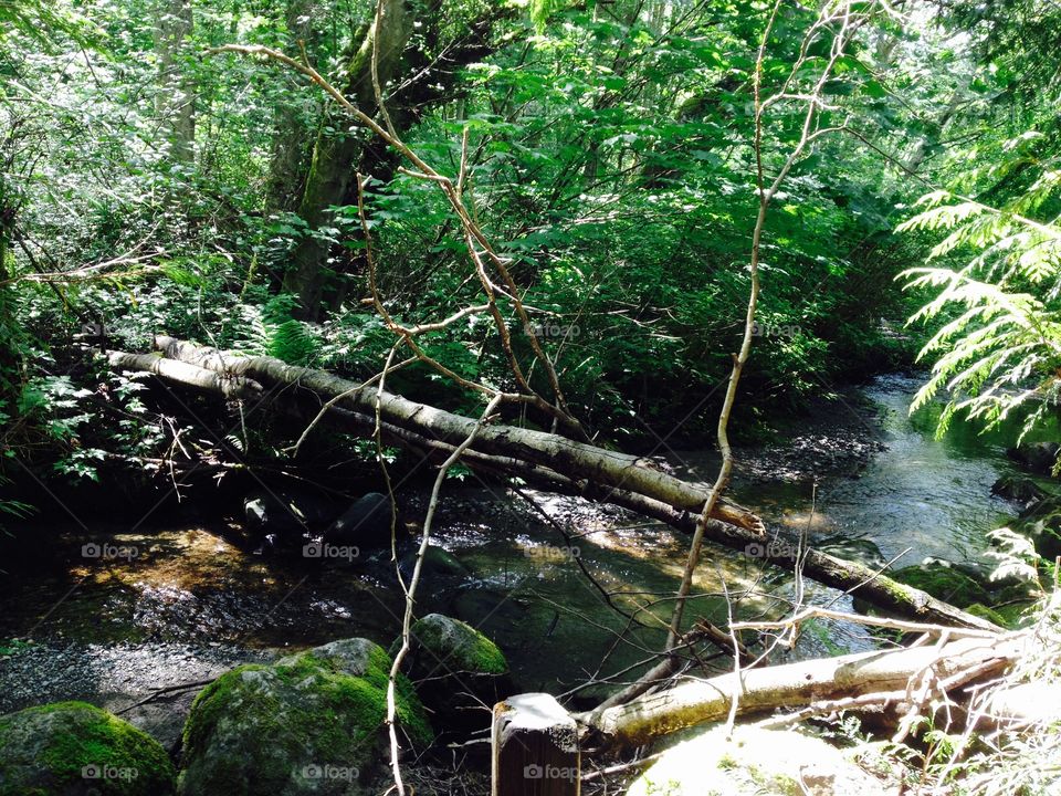 Trees in the creek. Trees over a creek