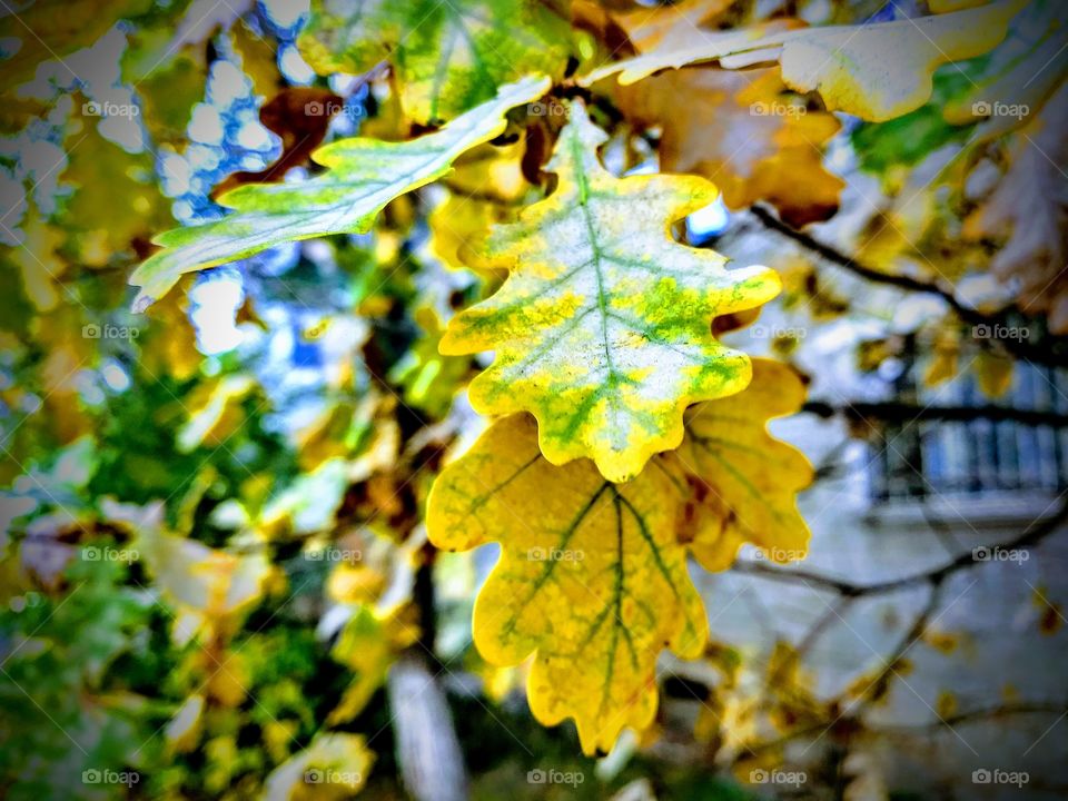 Autumn.  leaf.wood. yellow.oak