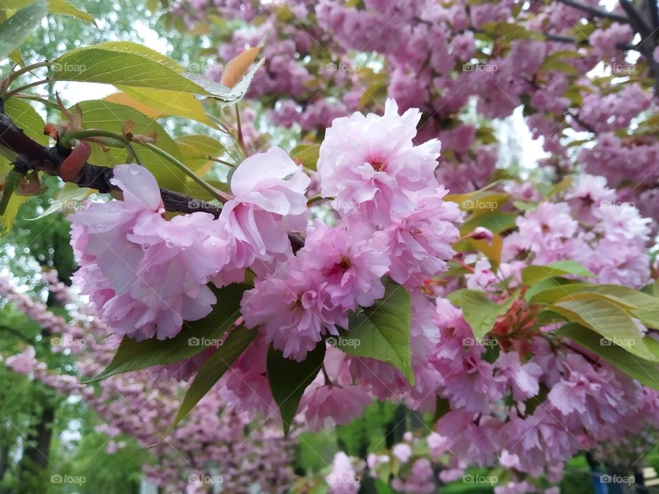 sakura blooming