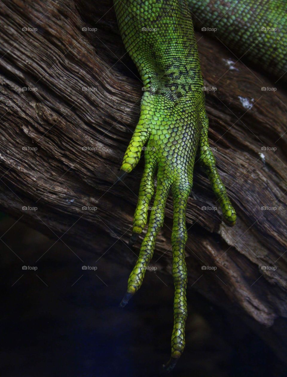 Lizard leg unedited version 