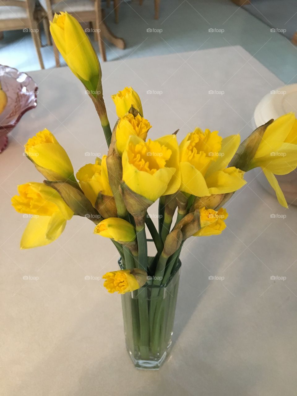 Daffodils 