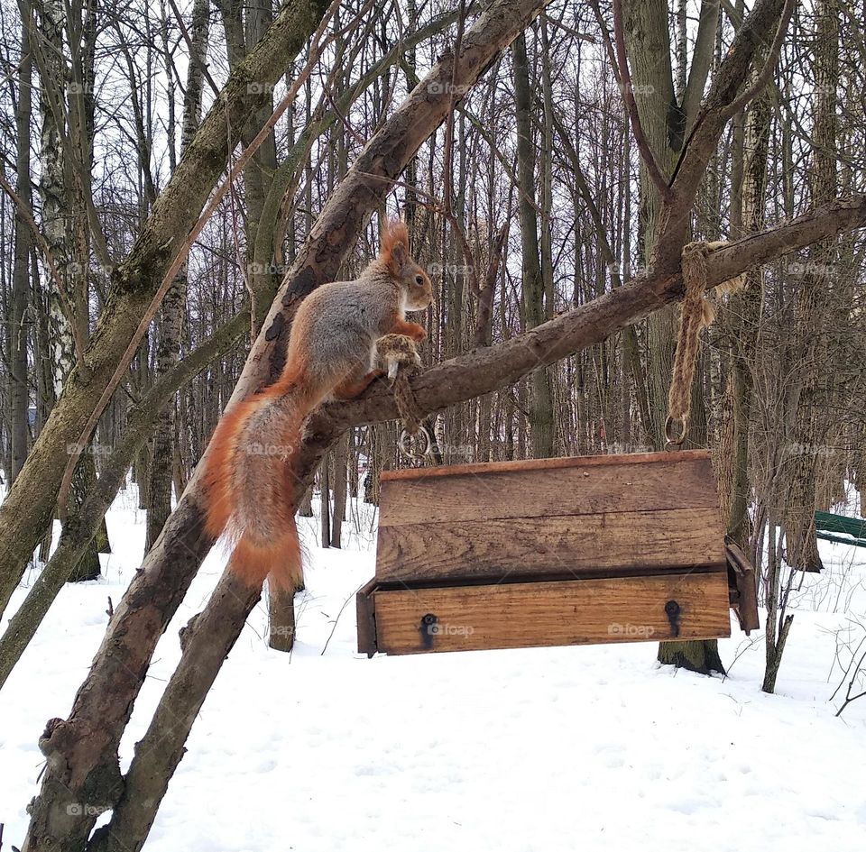 squirrel winter time