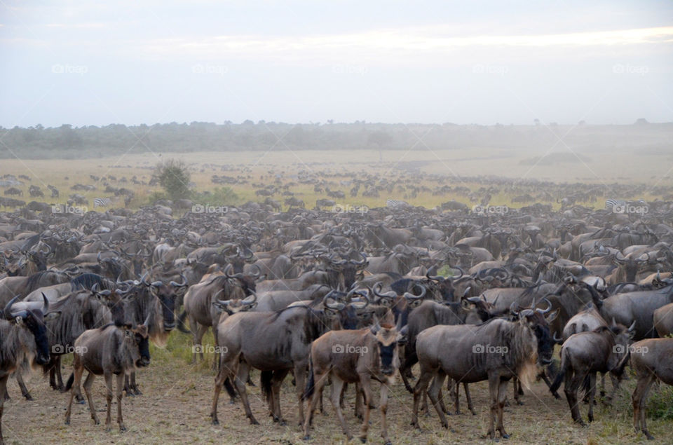 animals wild africa kenya by hunter_dude99