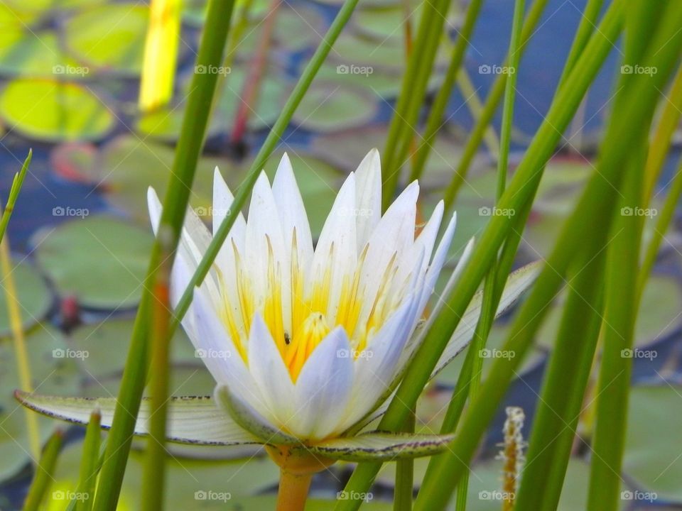 A water lilly 