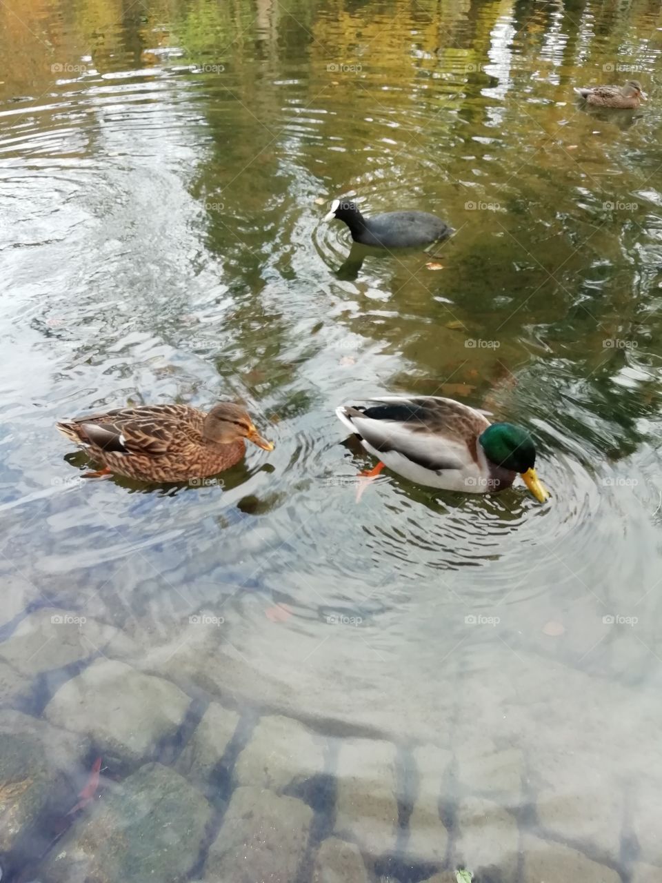 ducks