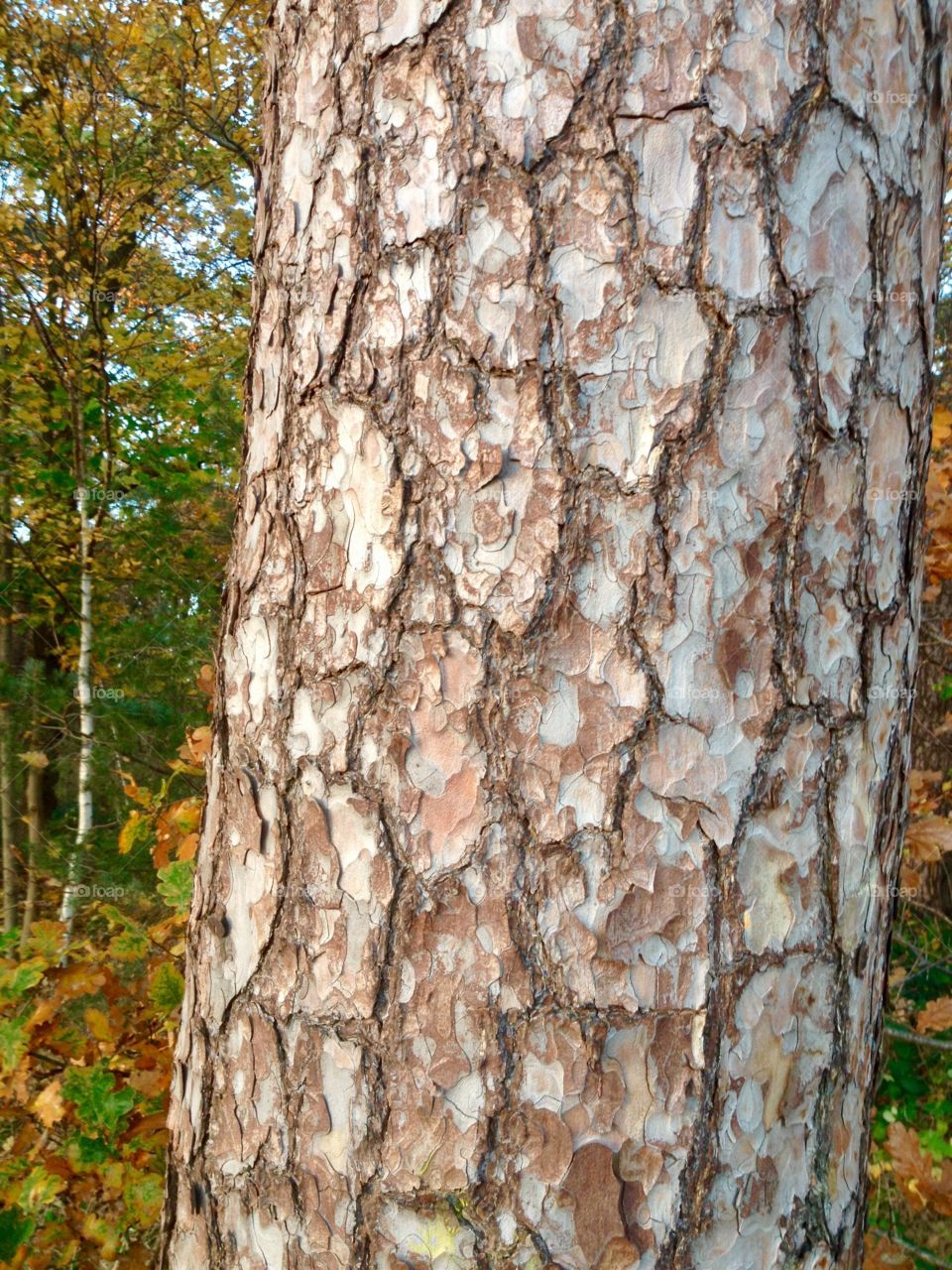 The trunk of a pine tree. Forest. Autumn