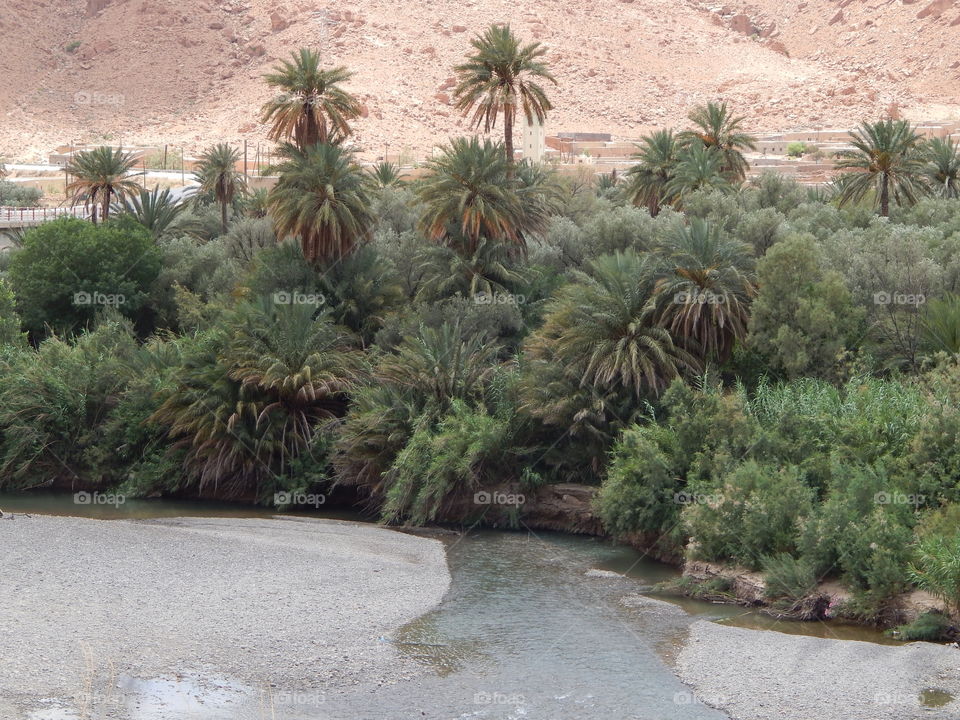 A close up of the palm trees in the desert of Morocco 