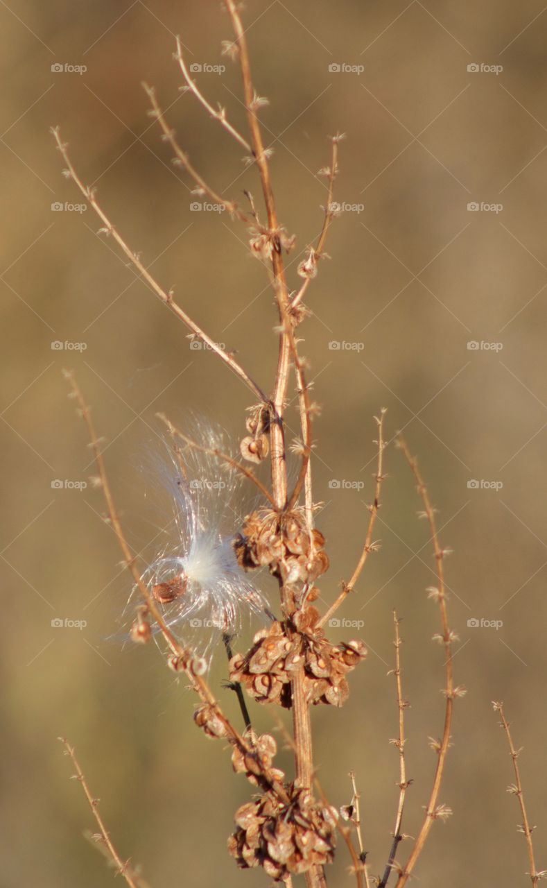 One cottonseed stuck to an dried weed covered with many seeds