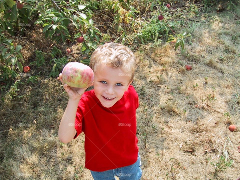 Apple Picking 