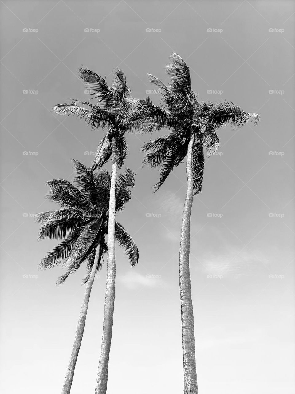 Coconut Trees and a bright sky