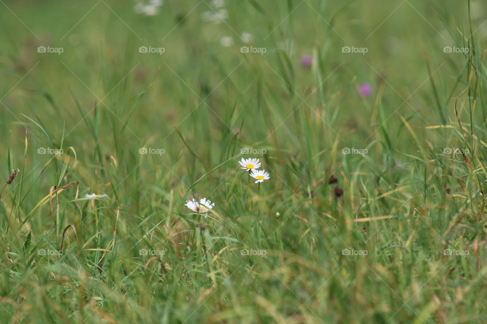 Grass, Field, Hayfield, Nature, Lawn