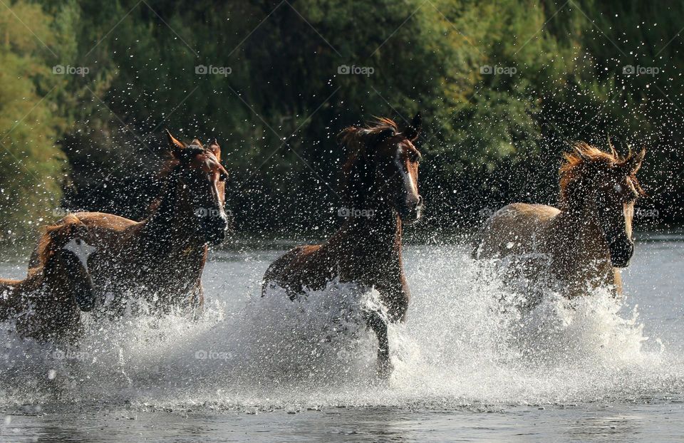 Wild Colt and Family Running to Shore