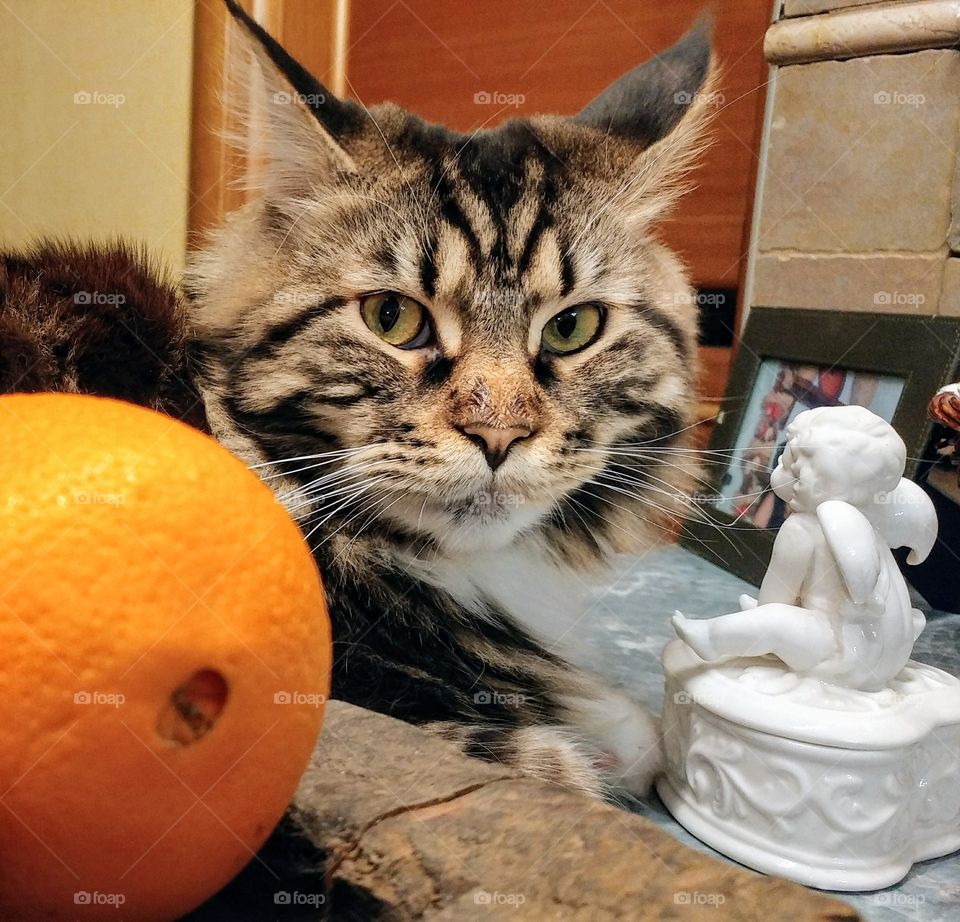 Cat and orange.
