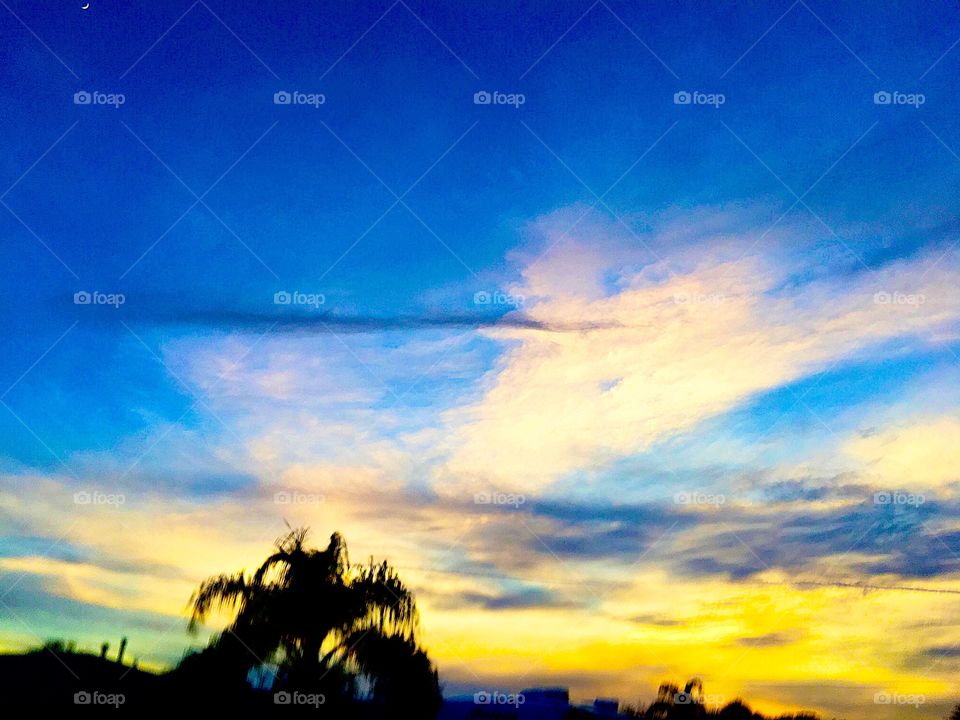 Florida winter sunset cool colors palm tree silhouette 