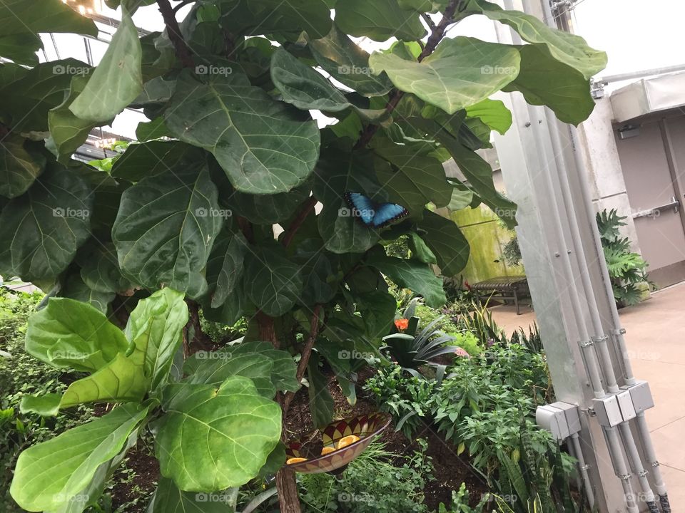 I am hiding under a stem, I am a gem can you see me? I am the same color as the bowl, can you spy me or an I a faux Butterfly? Camouflage.Blue Morpho Right on a leaf. 