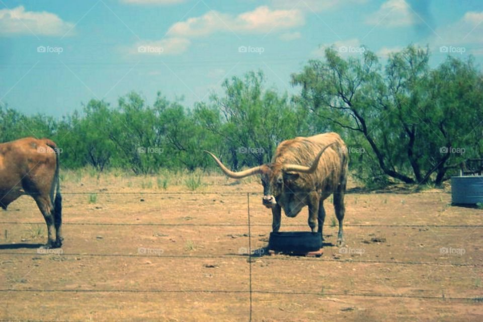Long Horns in Palo Duro Canyon