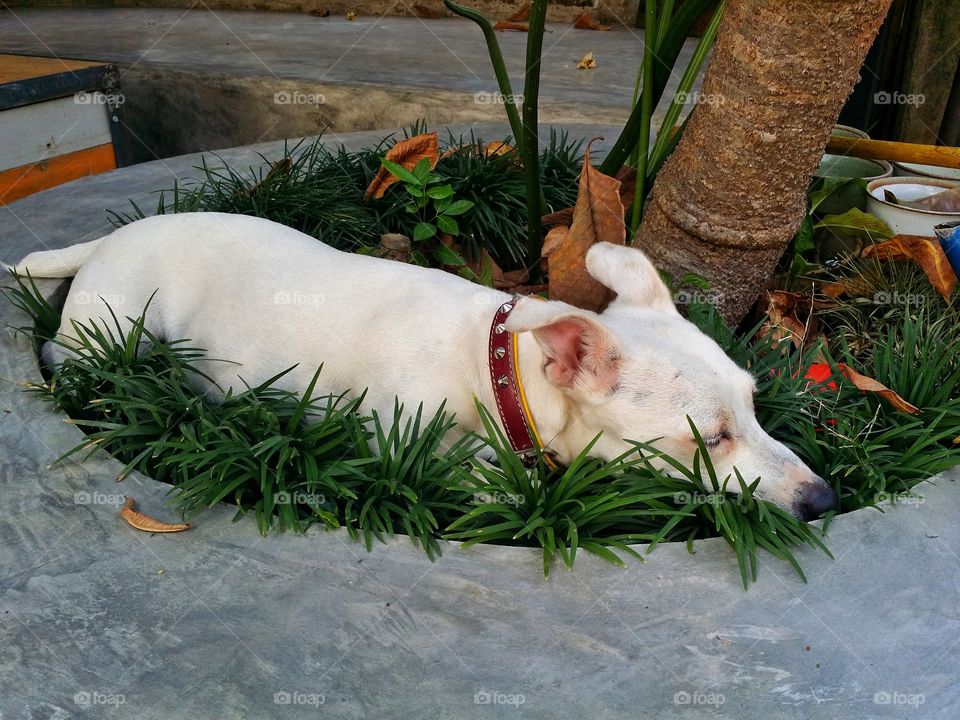 The dog sleep in summer.