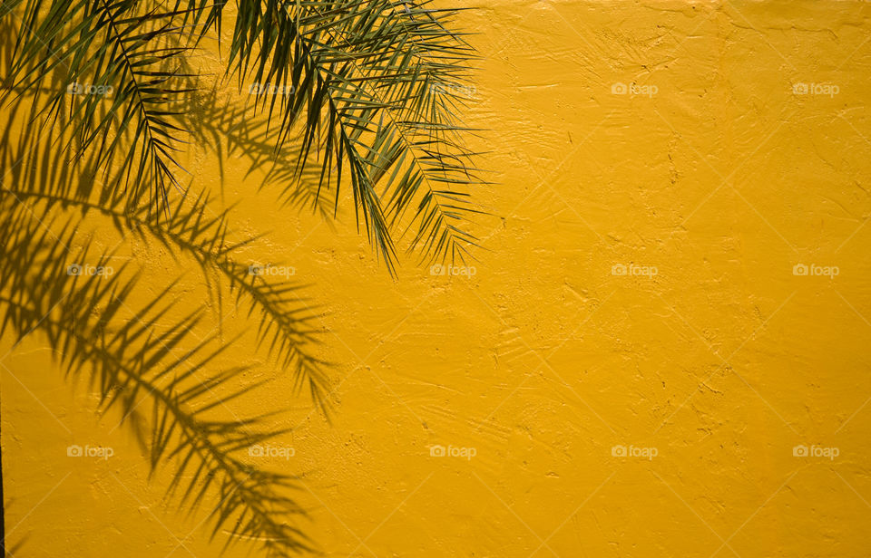 Palm leaves with shadow against yellow wall background