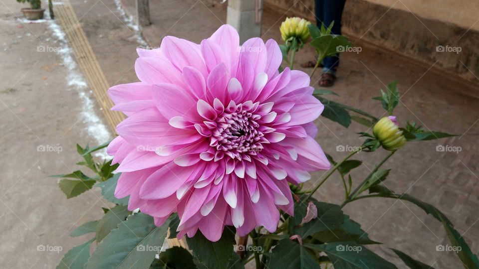 Decorative flower... Pink petal