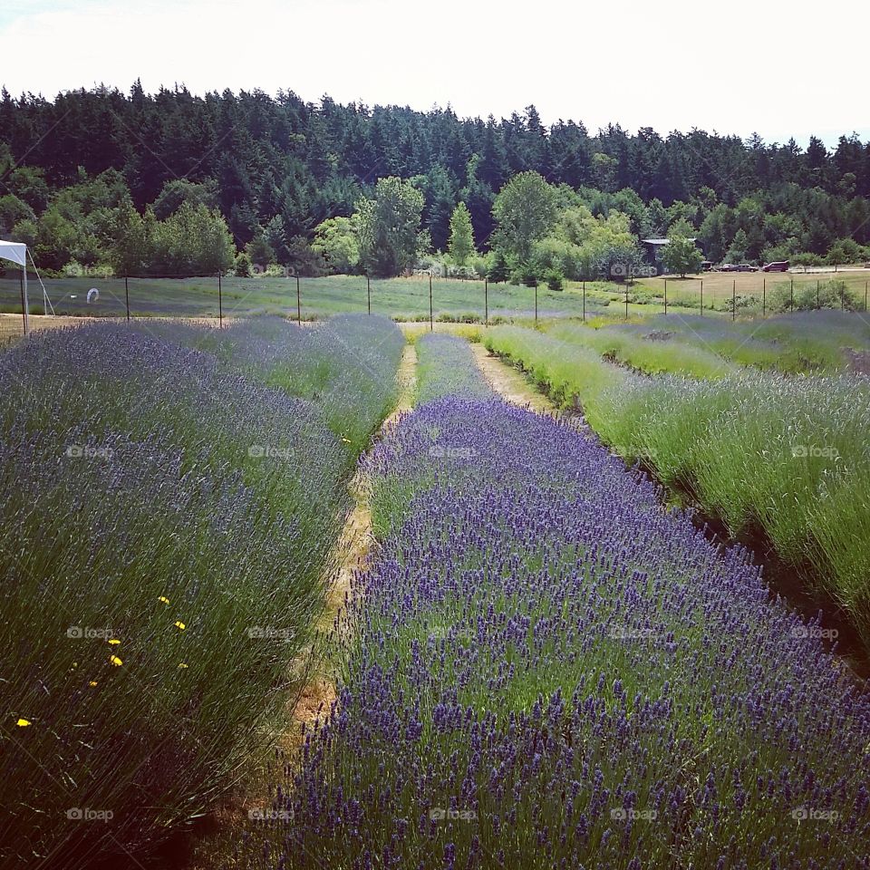 Summer time lavender