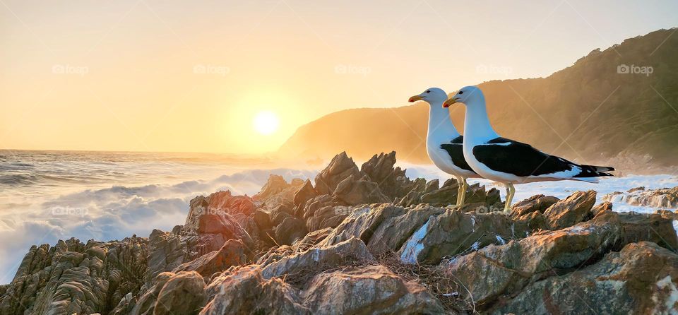 Seagulls enjoying the sunset on the rocks in Stormsriver, South Africa