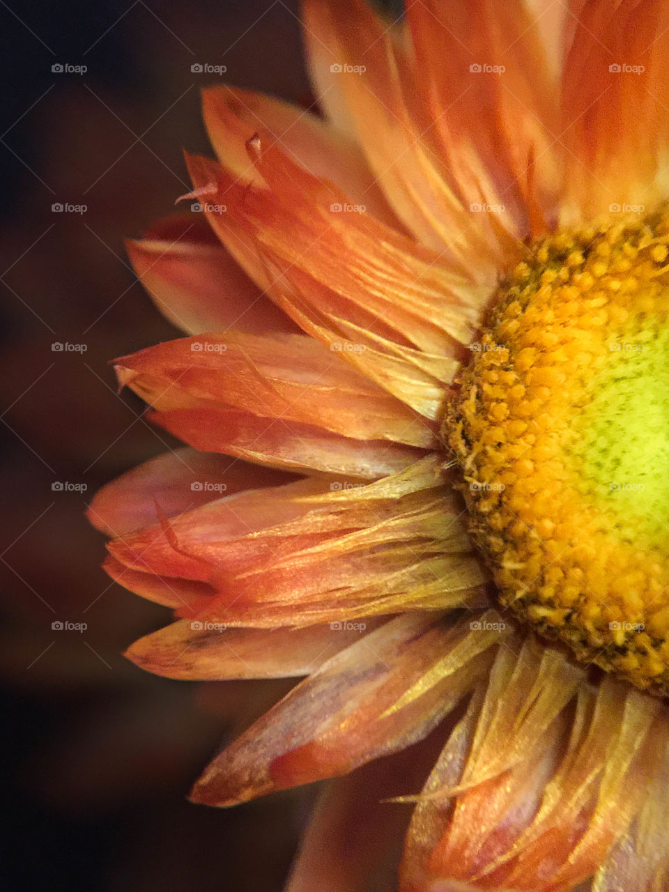 Close-up of orange flower