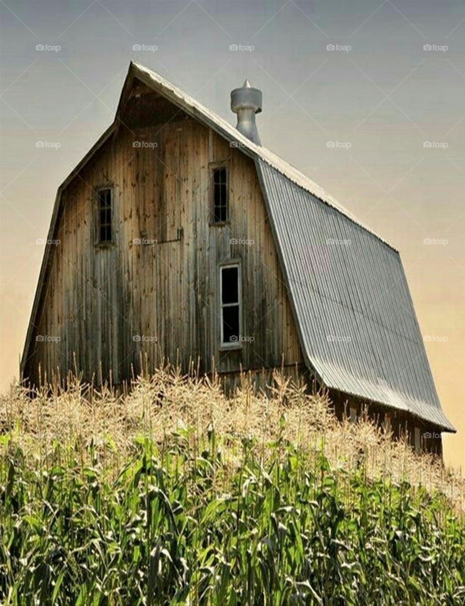 Barn, field of corn