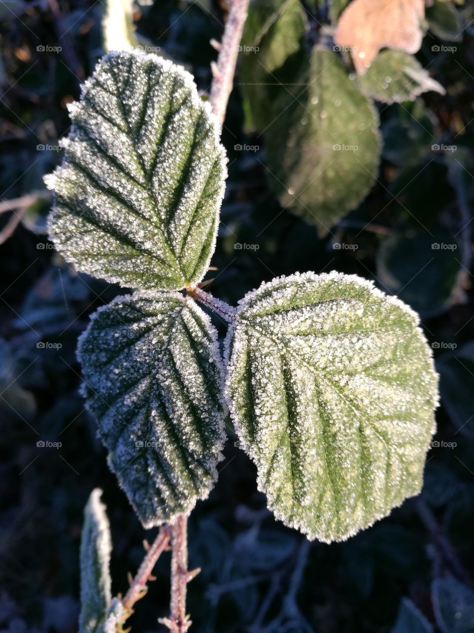 Frost covered leaves