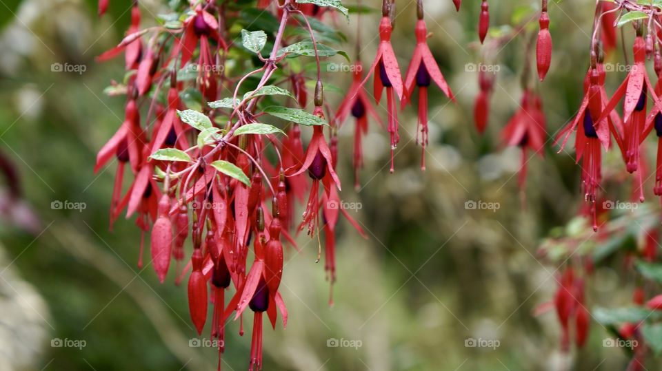 Beautiful Flowers At Botanical Garden Nuwara Eliya