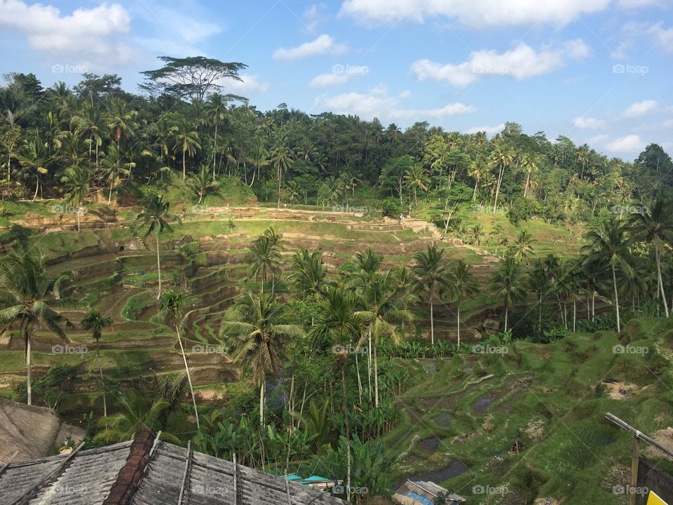 Rice terraces . Rice terraces in Ubud