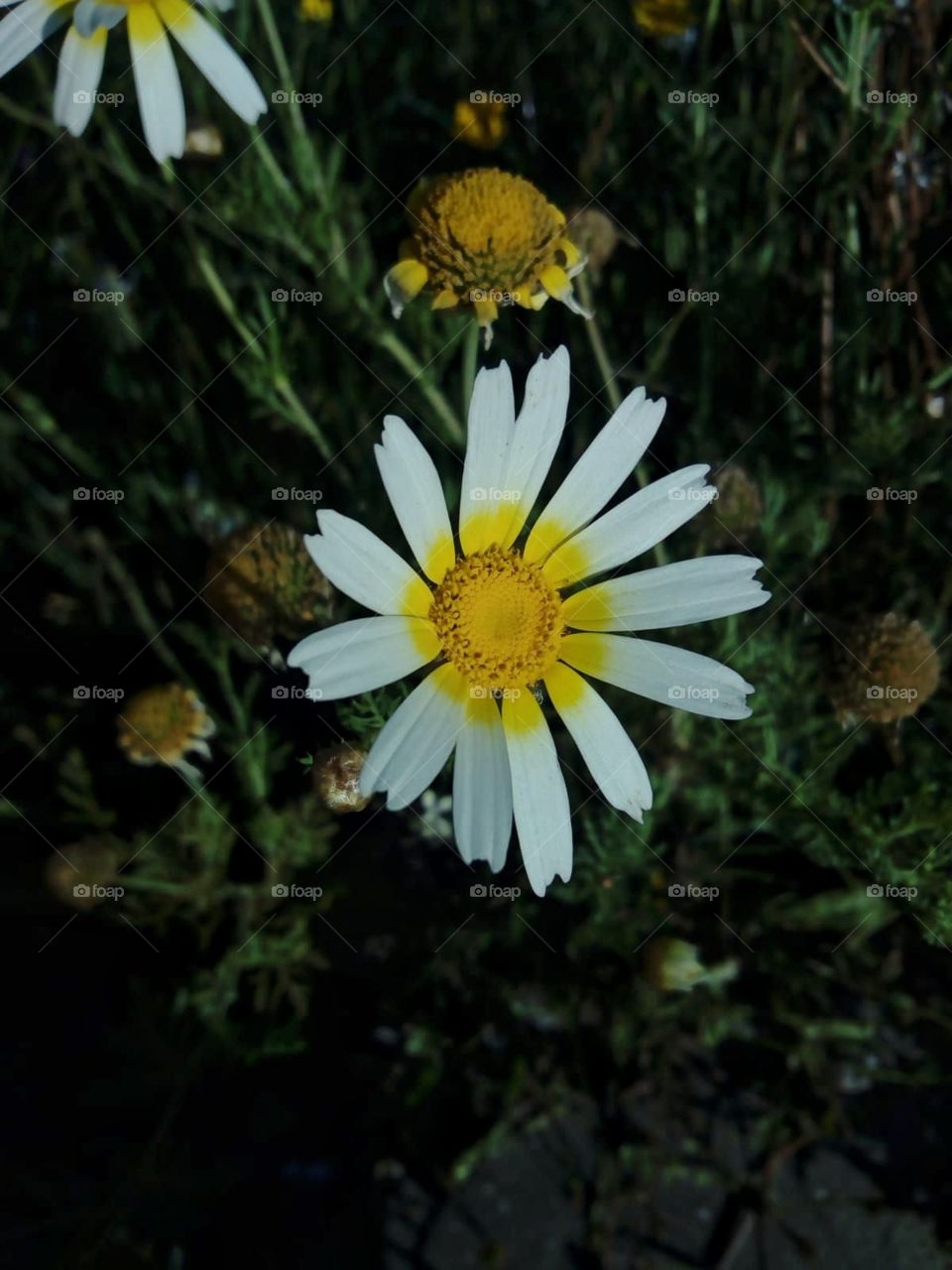 white & yellow