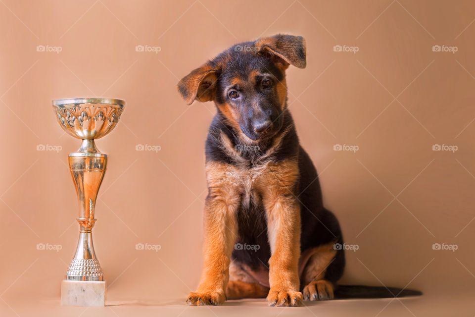 German shepherd puppy on light brown background 