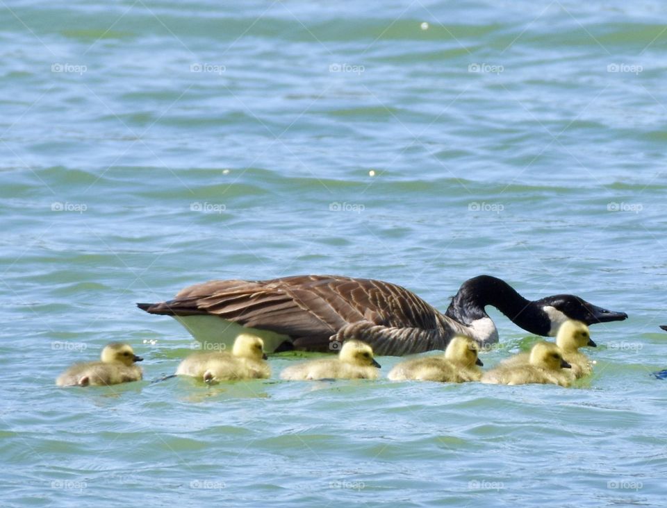 Father goose protecting his littler of goslings