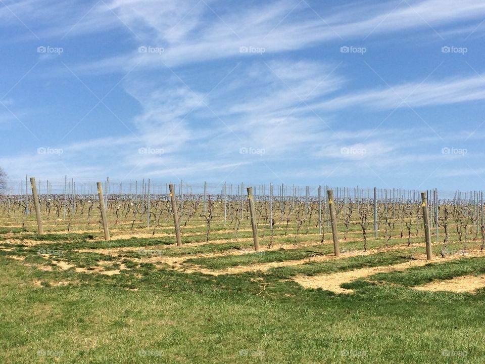 Grape Vines. Vineyard 