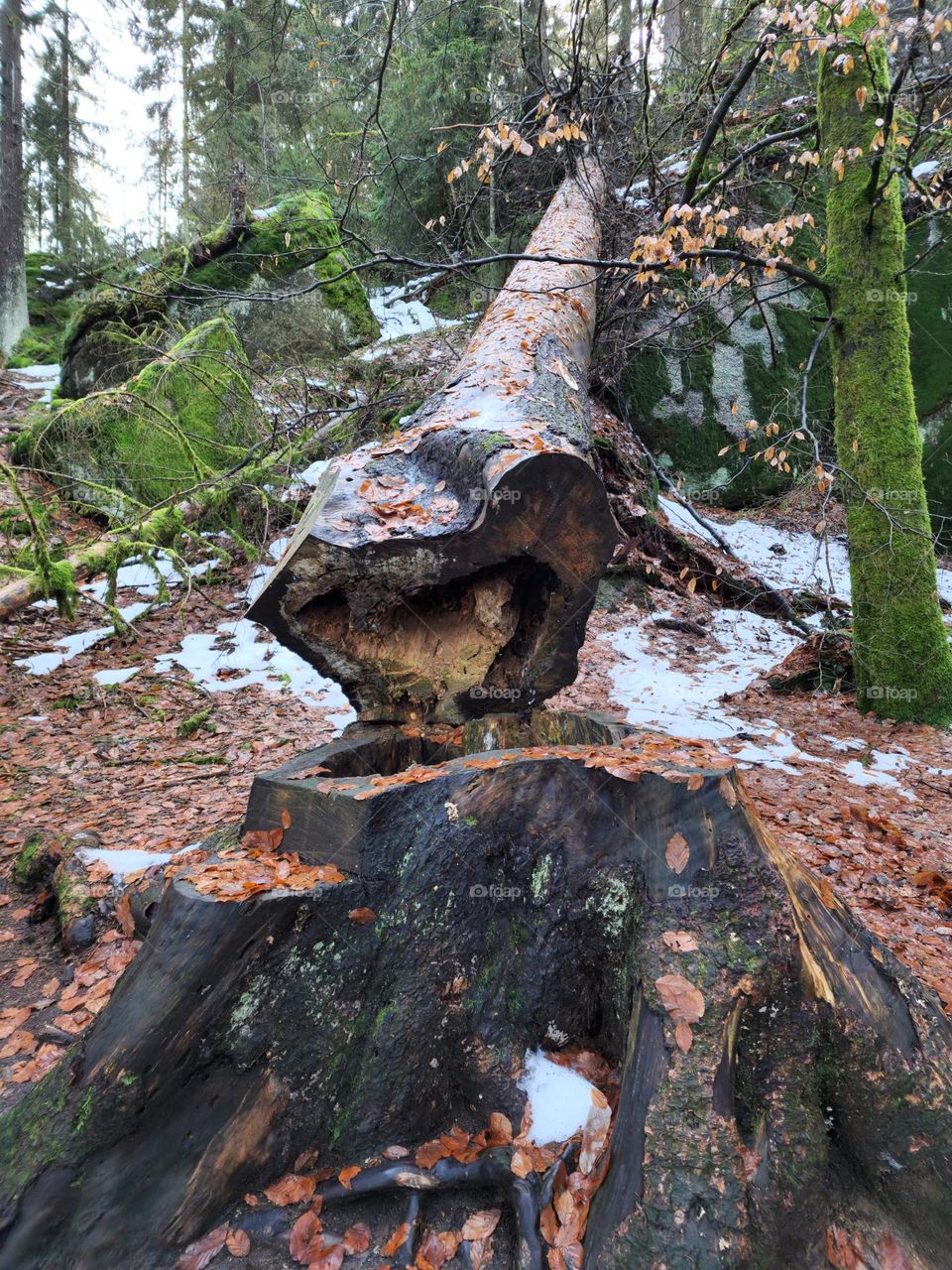 fallen tree