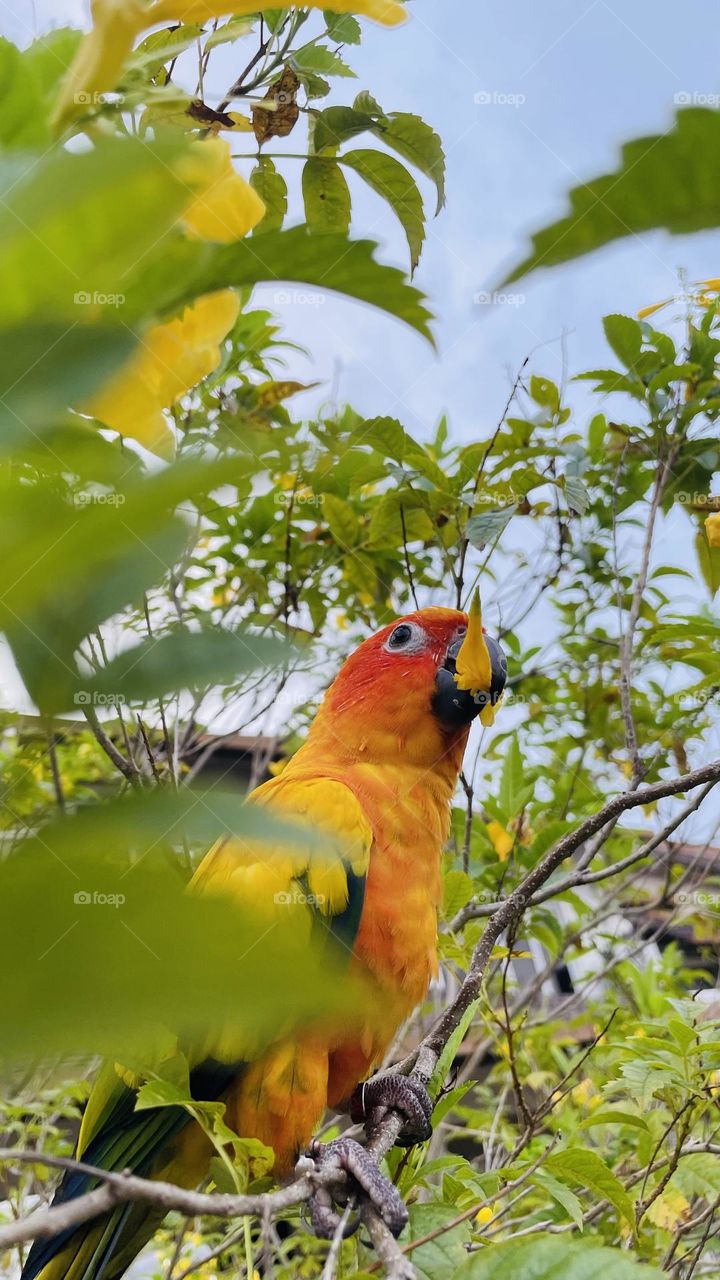 Birds and bee’s beauty 