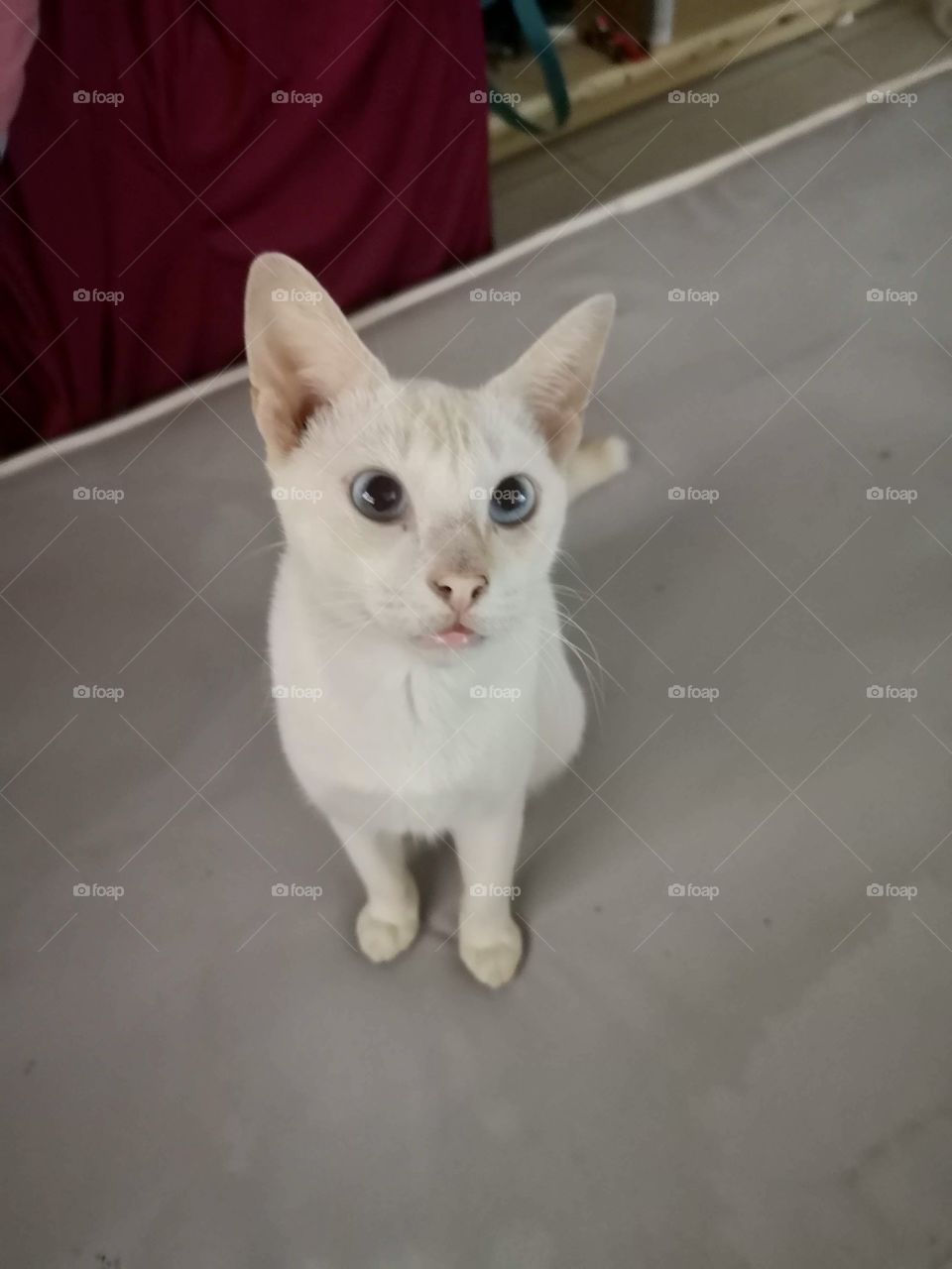 Cat under observation