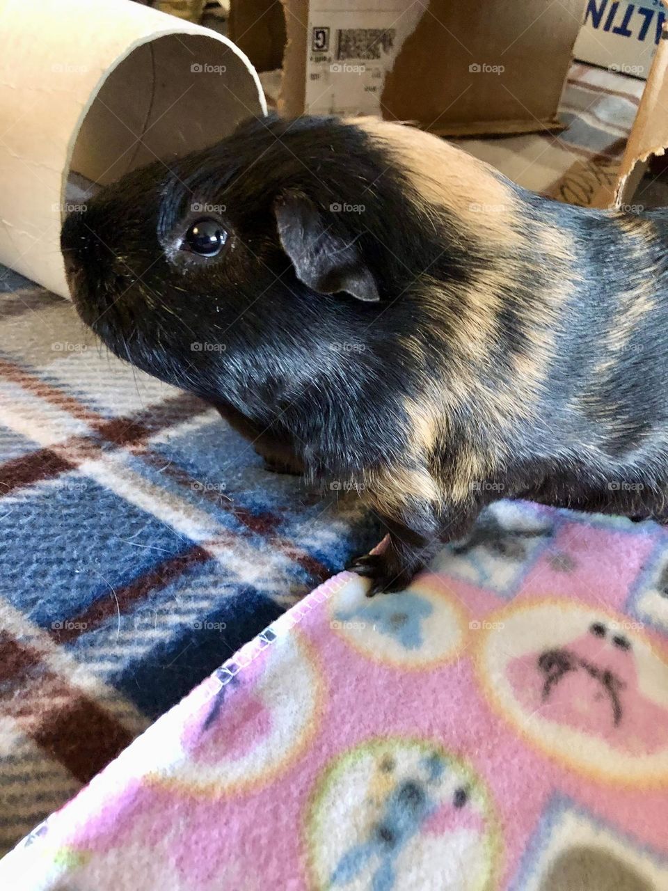 Rocky baby my 3 rd Guinea pig / sweet family pet ❤️