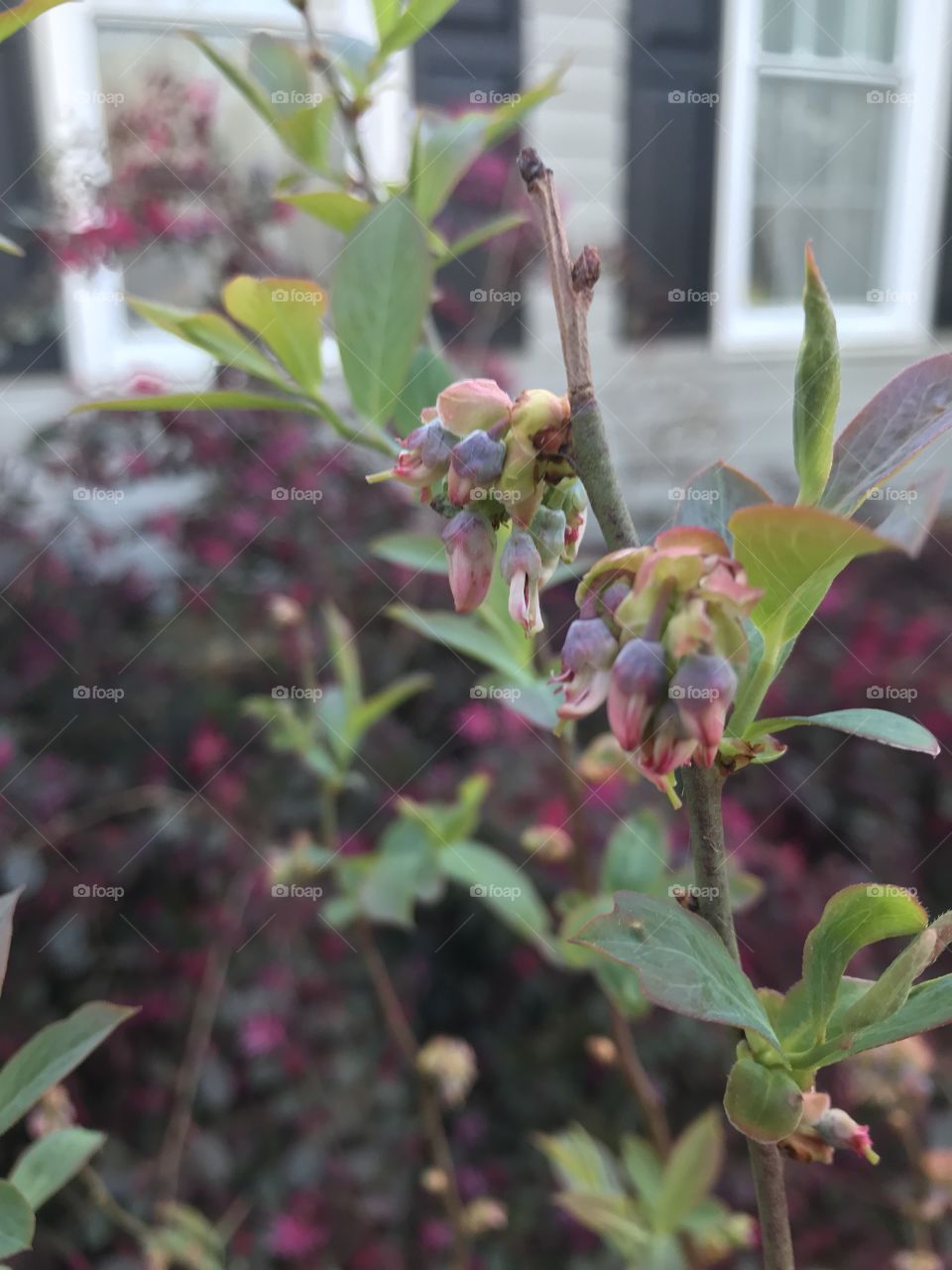 Blueberry bush 