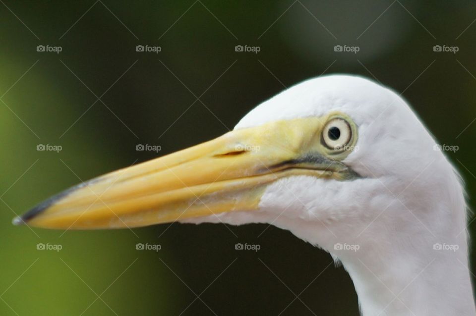 Egret face
