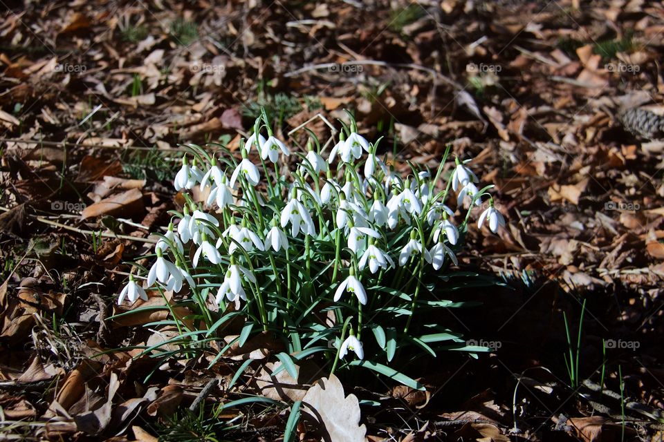 Snow drops 