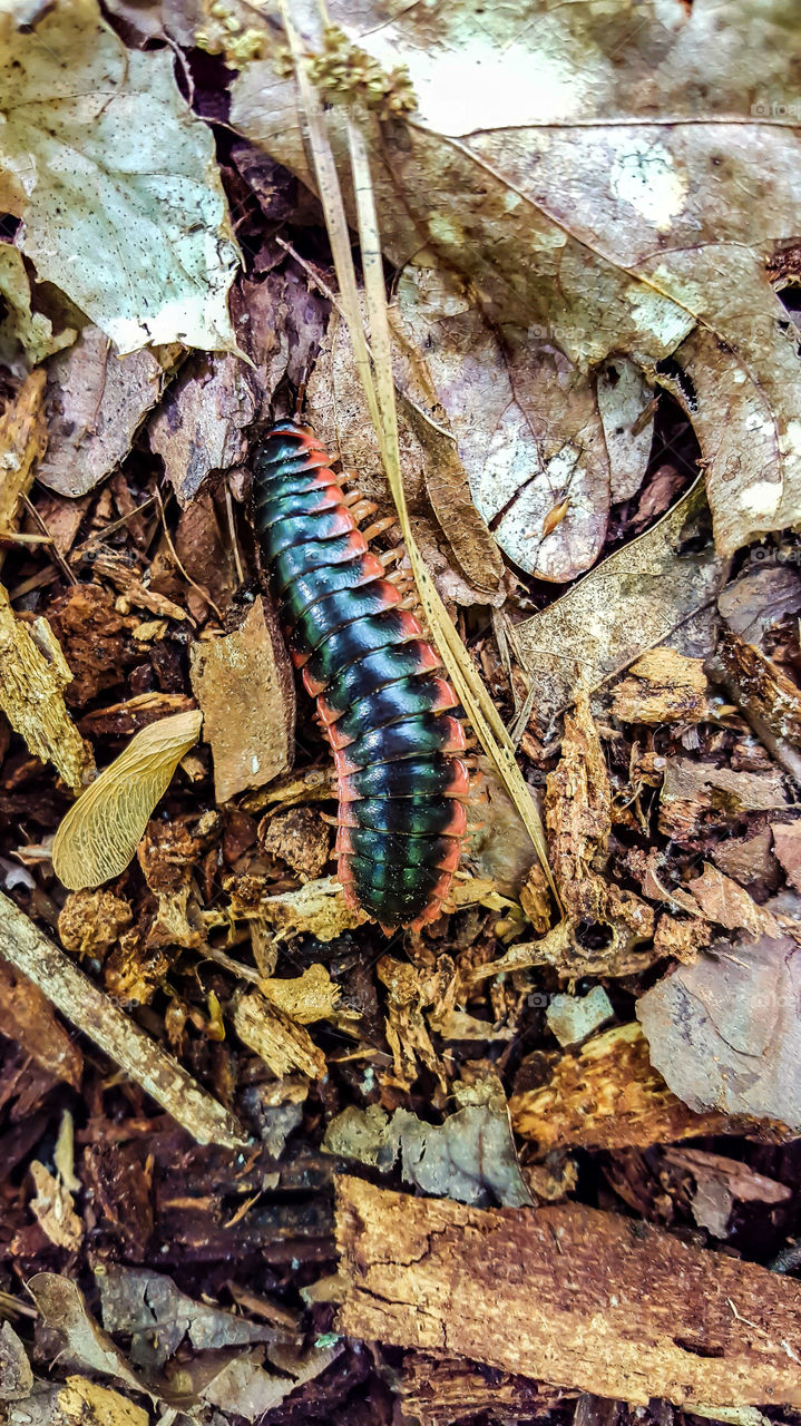 Black and Red Millipede- Found another critter on the trail.