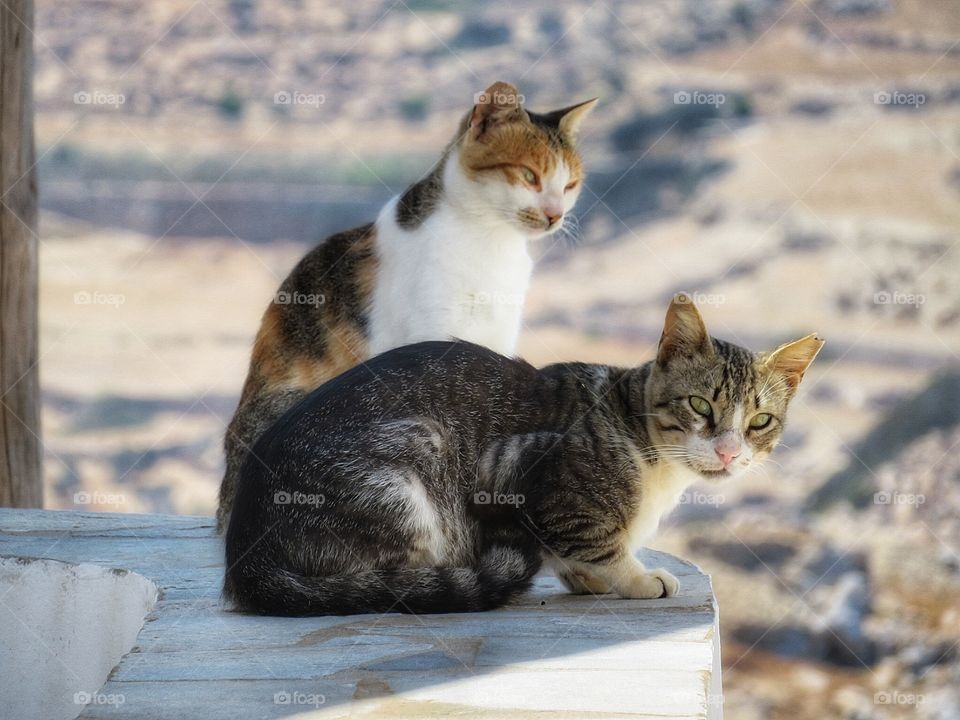 Greek cats