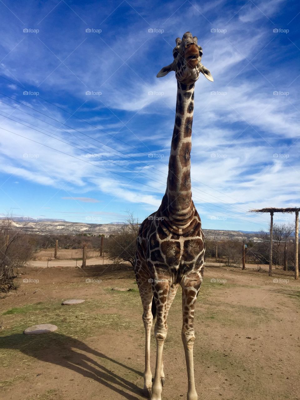 A giraffe elongating his neck to take a peak at the top on the truck
