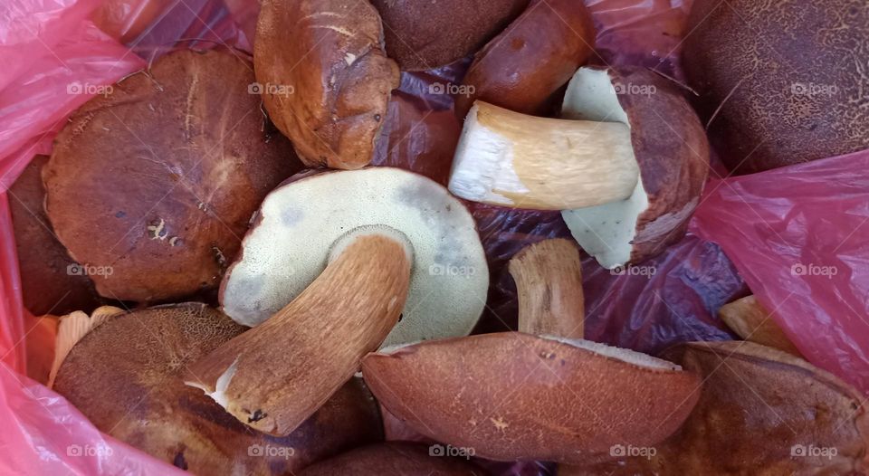 beautiful texture mushrooms autumn time