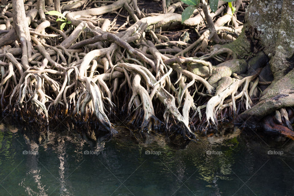 Root of the tree in mangrove forest 