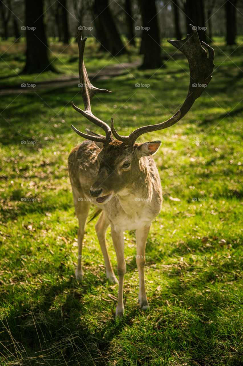 A beautiful deer in the park. Richmond park in London. Sweet animal portrait.