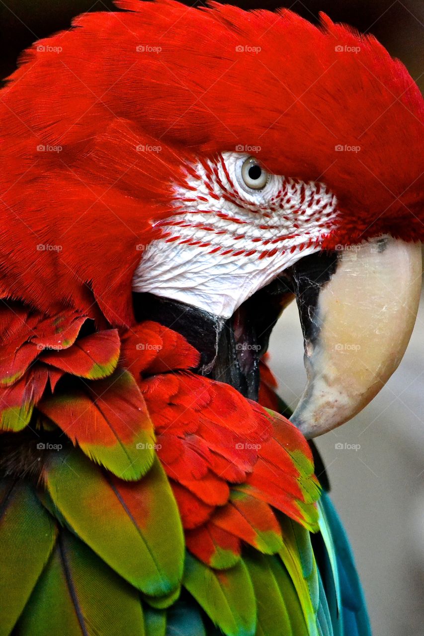 Close-up of a red parrot
