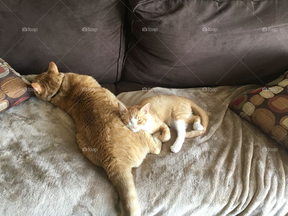 Cat brothers sleeping 